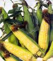 corn cob